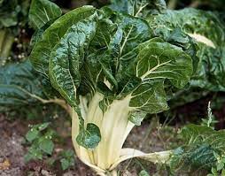 Dans ce cas, on cuisine le vert et les côtes séparément car ils ne demandent pas le même temps de cuisson. Cotes De Bettes Wikia Saveurs Du Monde Fandom