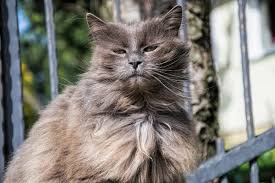 Regular price $5.00 sale price $0.00. Chantilly Tiffany Cat Breed Size Appearance Personality