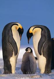 Birds That Look Like Penguins Dp908 Tif Art Wolfe Stock Photography 888 973 0011 Penguins Cute Penguins Animals Wild