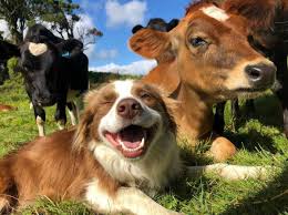 Get traffic statistics, seo keyword opportunities, audience insights, and competitive analytics for cowasjp. Cowsjpg Cowsjpg Twitter