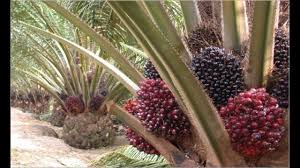 Budidaya Kelapa Sawit Dengan Pupuk Nasa Kelapa Tanaman Tahunan Tanaman