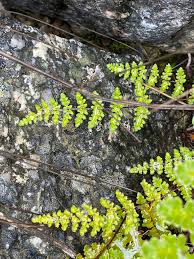 Image result for Cheilanthes botswanae