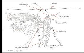 Wing in zoology one of the paired structures by means of which certain animals propel themselves in the air. Morphology And Anatomy Of Cockroach Biology4isc