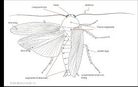 Morphology And Anatomy Of Cockroach Biology4isc