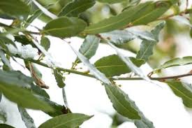 Echten Lorbeer Uberwintern So Pflegen Sie Ihn Im Winter