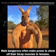 Unbelievable Facts Male Kangaroos Often Make Poses To Show Off Their Bicep Muscles To Females Male Kangaroo Animal Facts Funny Animal Memes
