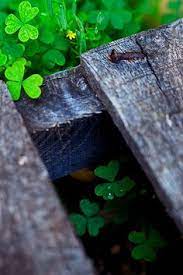 Irish four leaf clover aesthetic. 78 Clover Ideas Clover Clover Leaf Green
