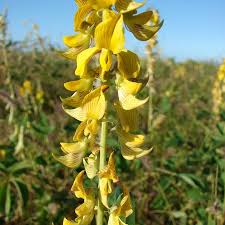 Image result for Crotalaria incompta
