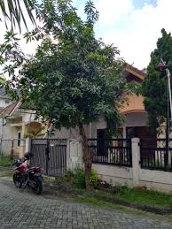 Rumah minimalis di kavling polda sidoarjo luas tanah: 8x20 Tanah Kavling Sidoarjo Kredit 2017 Tanah Kavling Anggaswangi Tanah Kavling Candi Sidoarjo Tanah Kavling Di Sidoarjo Tanah Kavling D Lantai Rumah Kemewahan