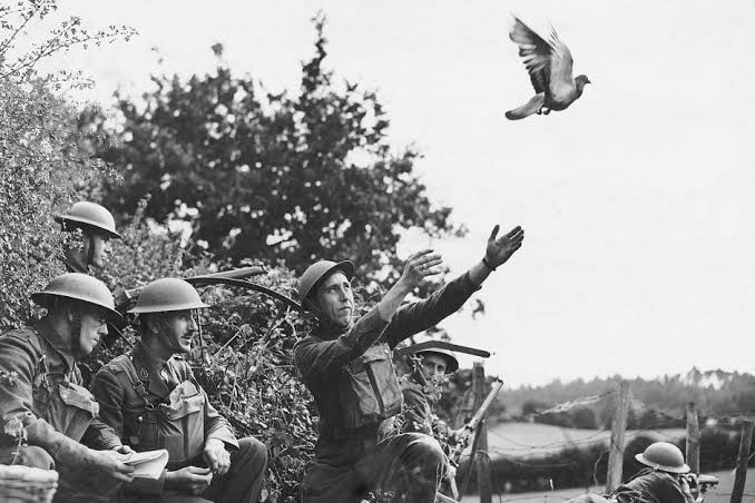 A Fascinating History Of The Carrier Pigeons - Kashmir Observer