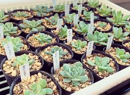 多肉植物の増やし方 ペットボトルを活用 簡単に増やせる3つの方法 Greensnap グリーンスナップ