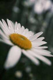 Finding Joy Again Without Guilt – How to Allow Happiness Back Into Your Life While Still Honoring the One You've Lost