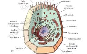 Where, prokaryotes are just bacteria and archaea to check if you have understood the cell parts, draw a blank animal cell diagram and try to fill in the different parts without referring to the labeled one. Animal Cell Definition Structure Types And Functions