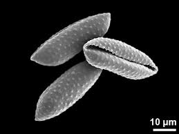 Image result for Stanfieldiella imperforata