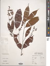 Image result for Rhabdophyllum arnoldianum