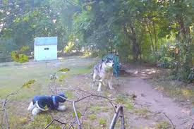 Vídeo: menina “furta” cachorro de vizinha e coloca pelúcia no lugar |  Metrópoles