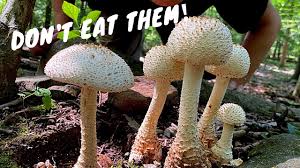 With the mild, wet weather, we have had perfect conditions for mushrooms and, as a result, mushroom poisoning. 7 Common Poisonous Mushrooms You Should Know Youtube