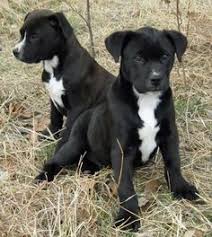 Black And White Pointer Pitbull Mix Pin On Dogs