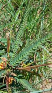 Image result for Chamaecrista mimosoides
