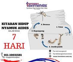 Secara purata kitaran hidup nyamuk hanya mengambil masa seminggu atau 7 hari sahaja! Kitaran Hidup Nyamuk Terminex Pest Control Malaysia Facebook