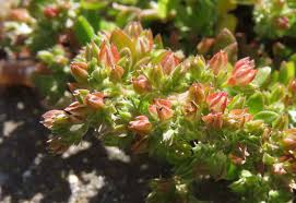 Image result for Polycarpon tetraphyllum