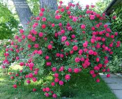 They have finally bred a landscape shrub rose which is hardy and also has a cupped bloom like the english roses and finally has fragrance, martin says of this proven winners introduction. Plantfiles Picture 5 Of Shrub Rose Alexander Mackenzie Rosa Rose Garden Design Rose Garden Landscape Climbing Roses