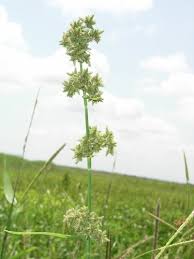 Image result for Fuirena abnormalis