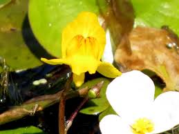 Image result for Utricularia appendiculata