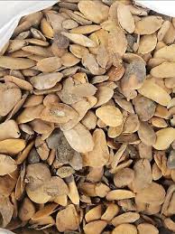 Image result for Hunteria