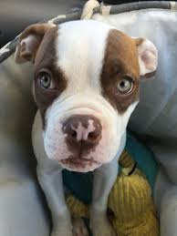 He is top quality and ukc registered as pure bred. American Bulldog Puppy Pretty Green Eyes