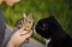 That way, they can grow up together. Do Cats Eat Rabbits Petsial
