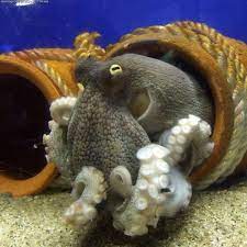 Pin On Sealife