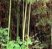 Green Fences Make Good Neighbors Unless its Bamboo - Growing ...