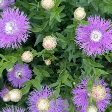 Image result for Centaurea praecox