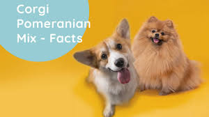 We did not find results for: Corgi Pomeranian Mix Why You Need To Adopt This Crossbreed Weary Panda