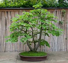 Bonsai baum licht mit 36/108 leds usb/batterie betrieben nacht licht für home dekoration home indoor dekoration batterie usb. Winterlinde Tilia Cordata Bonsai Bonsai Bonsai Pflanzen Und Baume Garten