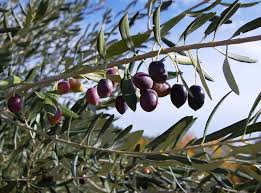 The Renowned Taggiascheolives Small Dark Olives From The Hilly Countryside Of Sant Agata D Oneglia In Liguria Italy Th Olive Types Of Olives Olive Tree