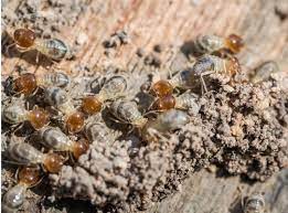 We service washington, dc, maryland, and virginia areas. Ej S Pest Control 2911 Mills Ave Ne Washington Dc Pest Control Mapquest