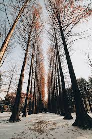 Visit Nami Island Gangchon Rail Park And Petite France On A Day Tour From Seoul Will Fly For Food Korea Tourist Spots Nami Island Cool Places To Visit