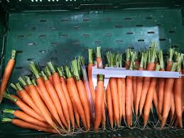 Place your leek lengthwise on a cutting board, then use a sharp knife to chop off the stringy root. Spanish Production Of Baby Leeks And Carrots Makes Its Way Into The European Markets