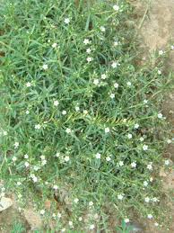 Image result for Euploca strigosa