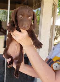 Dachshunds originated in germany during the early 1600s. Dachshund Puppies For Sale Phoenix Valley West Az 277630