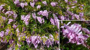 Image result for Indigofera dimidiata