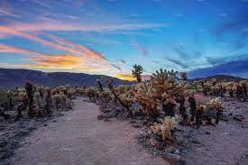 Cholla Cactus Garden In Joshua Tree National Parks Trip Joshua Tree National Park Joshua Tree