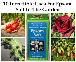 Why put epsom salts on plants? 10 Incredible Epsom Salt Uses For Your Plants Garden Gardening Tips Organic Gardening Plants
