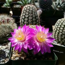 You re dreaming is the nati onal debut of acclaimed roots music duo the cactus blossoms. Nathan Yanoff On Instagram One Of My Favorite Mammillaria Flowers Mammillaria Deherdtiana Doesn T Mess Around With Those Tin Pink Flowers Plants Plant Sale
