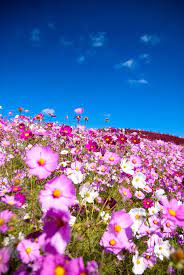 Cosmos Hitachi Seaside Park Japan Cosmos Flowers Flower Field Beautiful Flowers