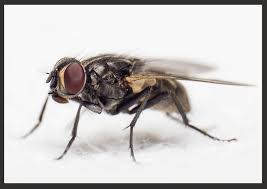 Composting toilets are an effective, low cost way to deal with the difficult problem of human waste. Preventing Bugs In The Composting Toilet Supersize Life