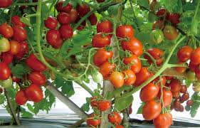 Kacang panjang segar dapat dibeli sepanjang tahun di kebanyakan tempat, dan anda juga dapat membelinya dalam. Cara Budidaya Tomat Dalam Polybag Yang Mudah Tanaman Hias