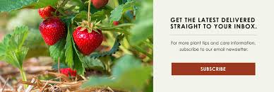 Folks reserve fruit trees for shipment in winter & early spring. Dammann S Garden Company Guide To Growing Fruit In Indiana
